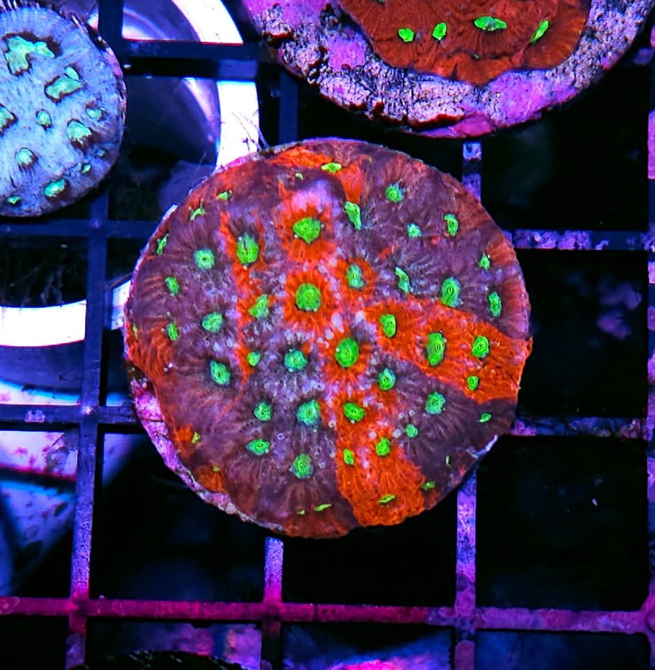 Kaleidoscope Favites
