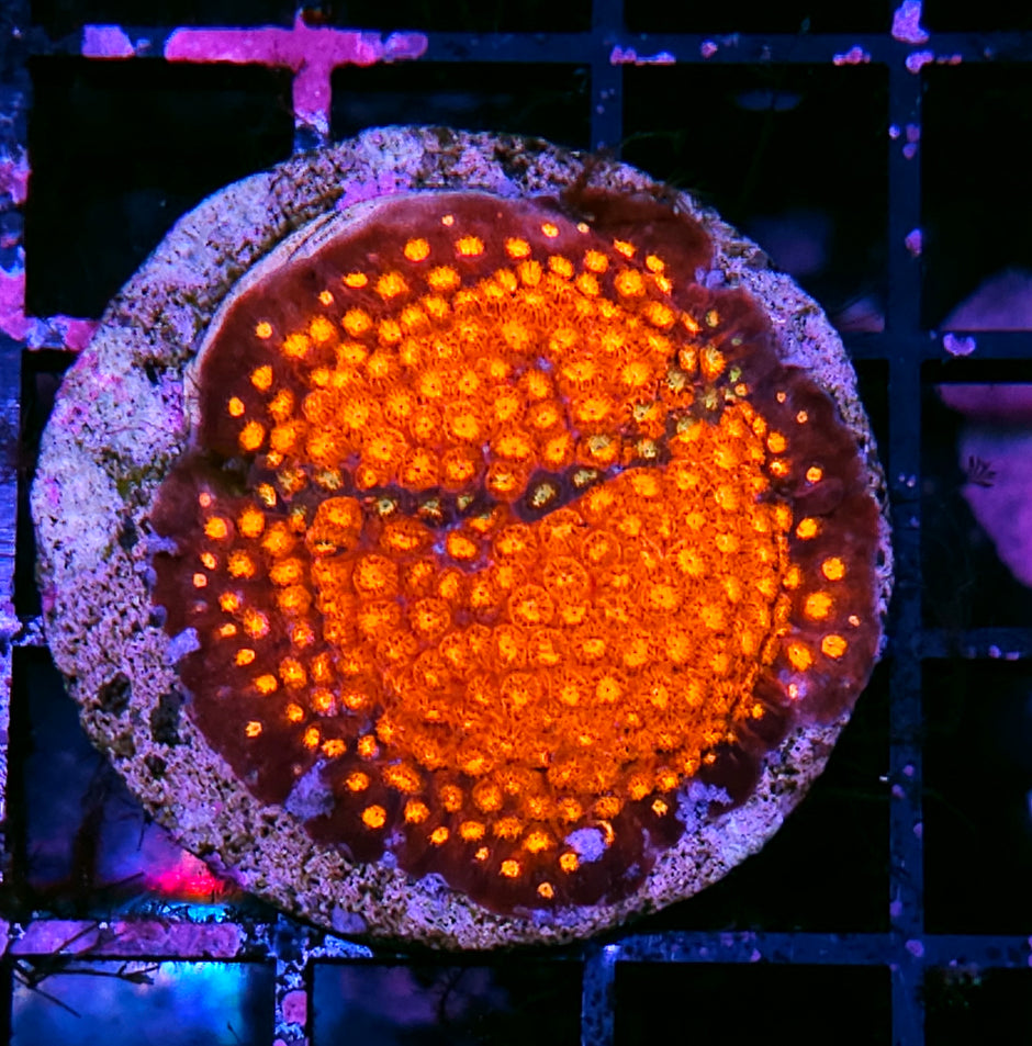 Volcanic Cyphastrea Colony