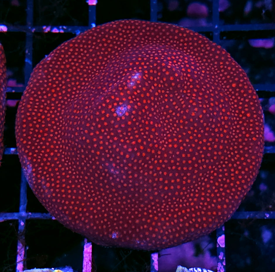 3" Red Dawn Stylocoeneila Colony
