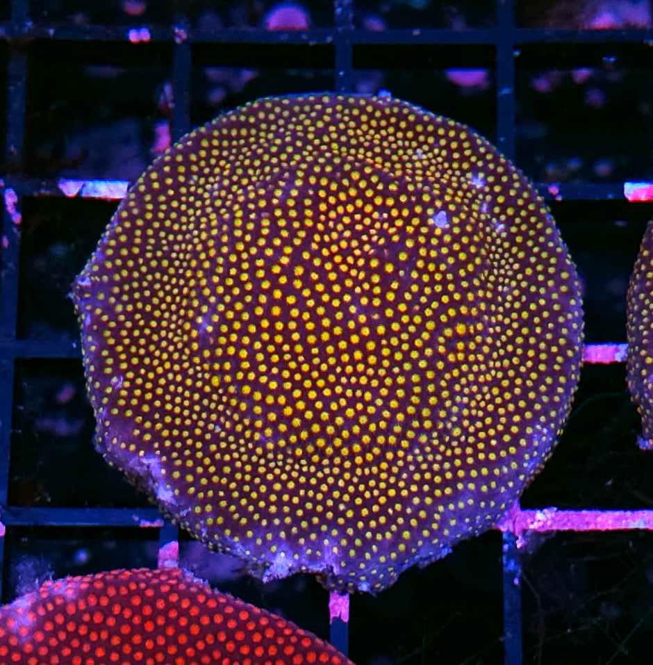 Twisted Metal Stylocoeneila Colony