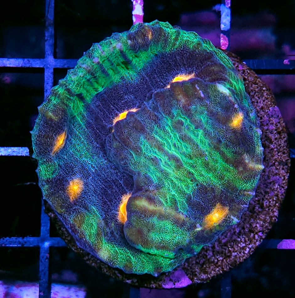 Outter Realms Mycedium Colony
