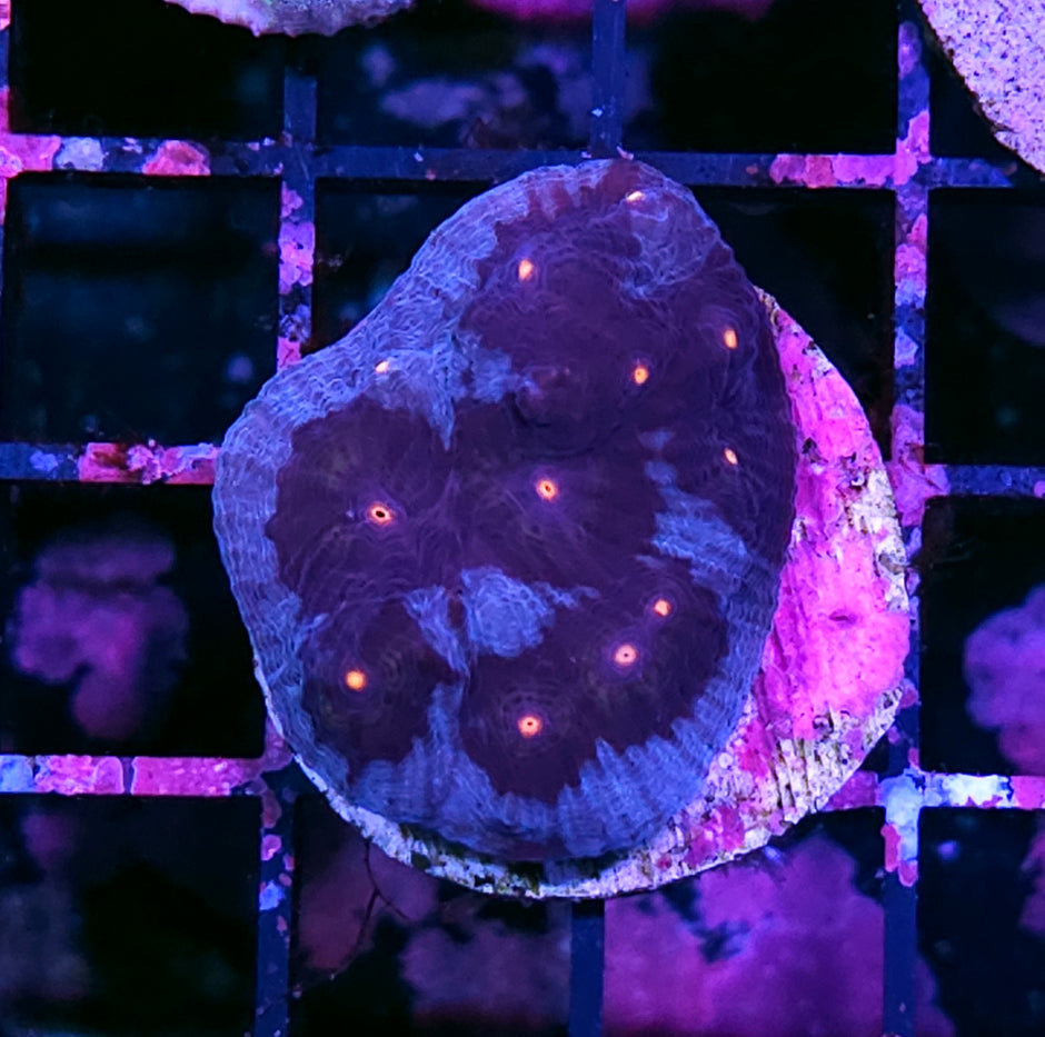Dark Knight Mycedium Colony