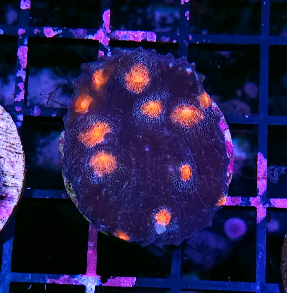 Outer Orbits Mycedium Colony