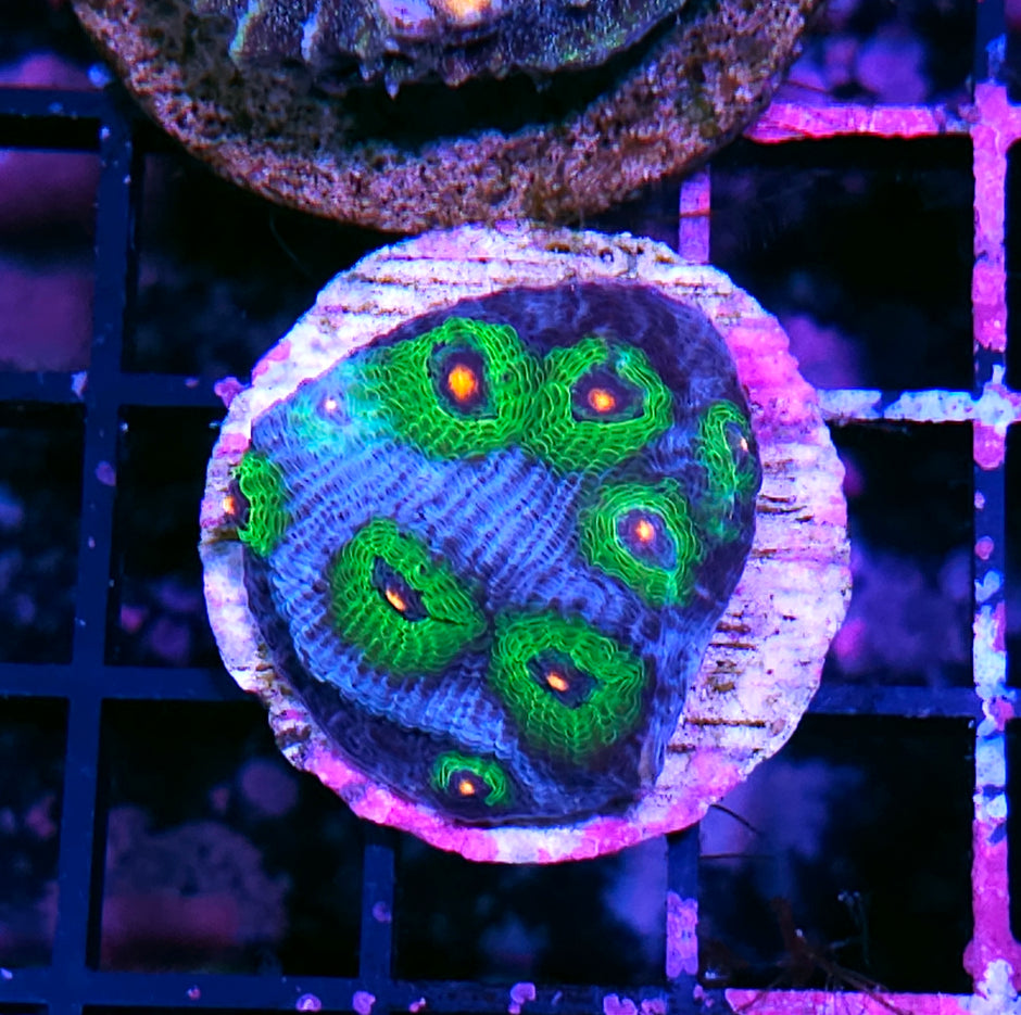 AWOTW Mycedium