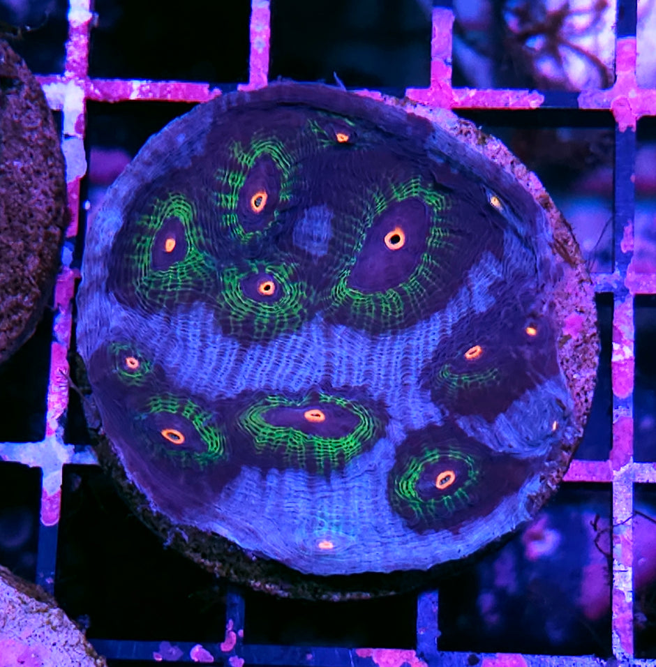 AWOTW Mycedium Colony