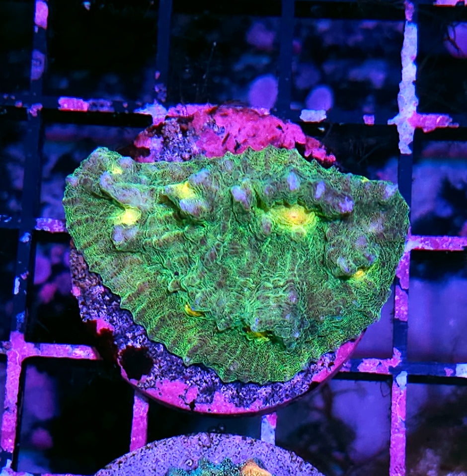 HR Space Invaders Mycedium