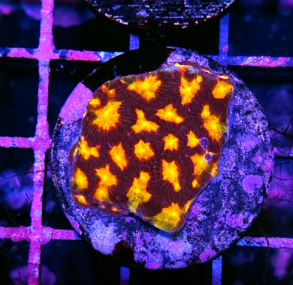 HF Pyromania Favia