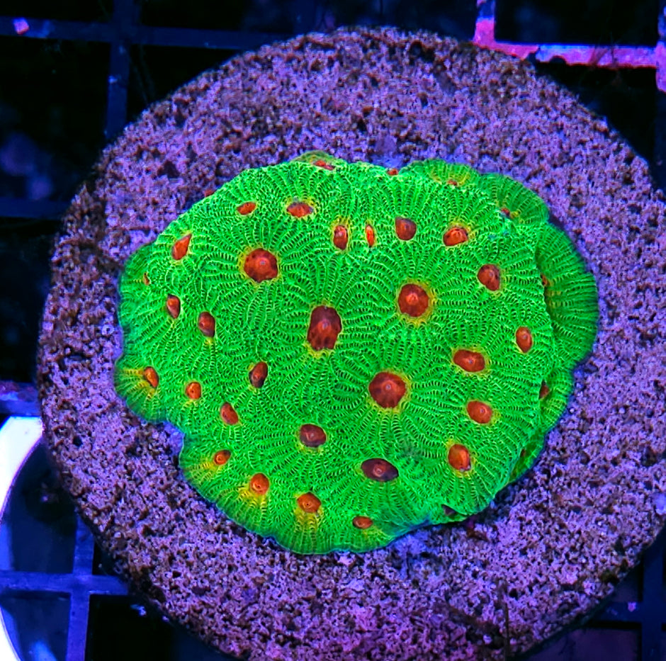 Candy Corn Favia Colony