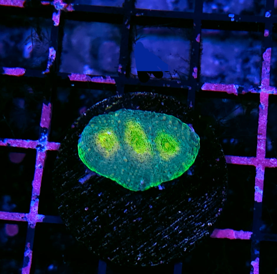 Biodome Acan Echinata