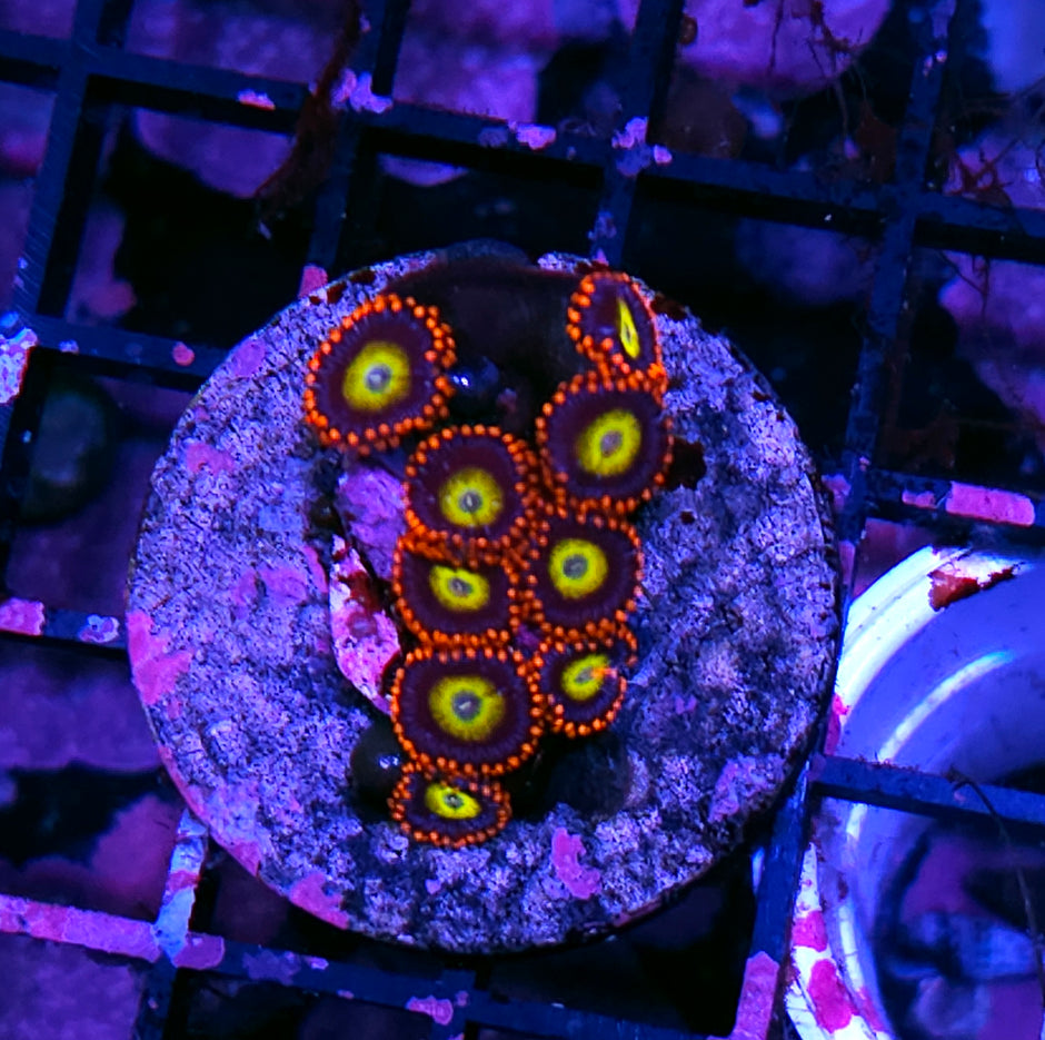Circus Clown Zoas