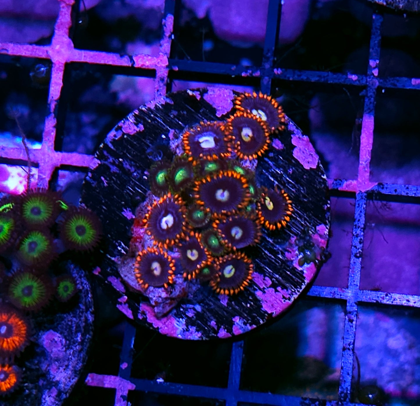 Kaboom Zoas