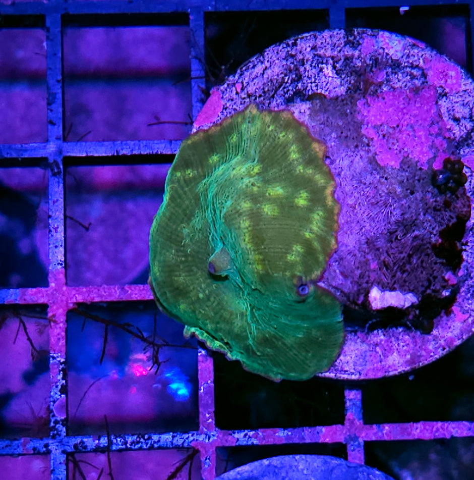 Gamma Leopard Mushroom