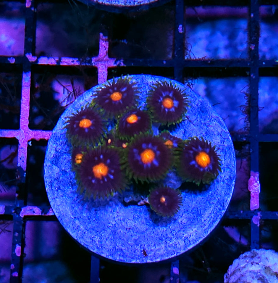 Kiss Kiss Zoas