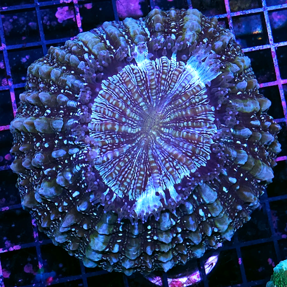 Bad Ass Acanthophyllia