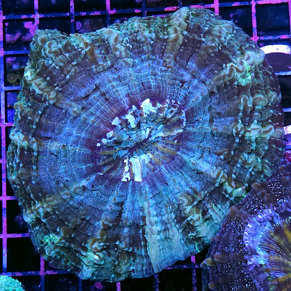 Bad Ass Acanthophyllia