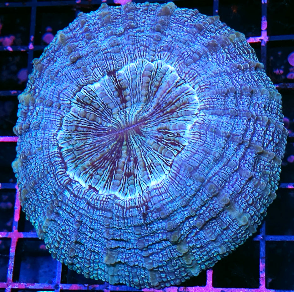 Blue Galaxy Acanthophyllia