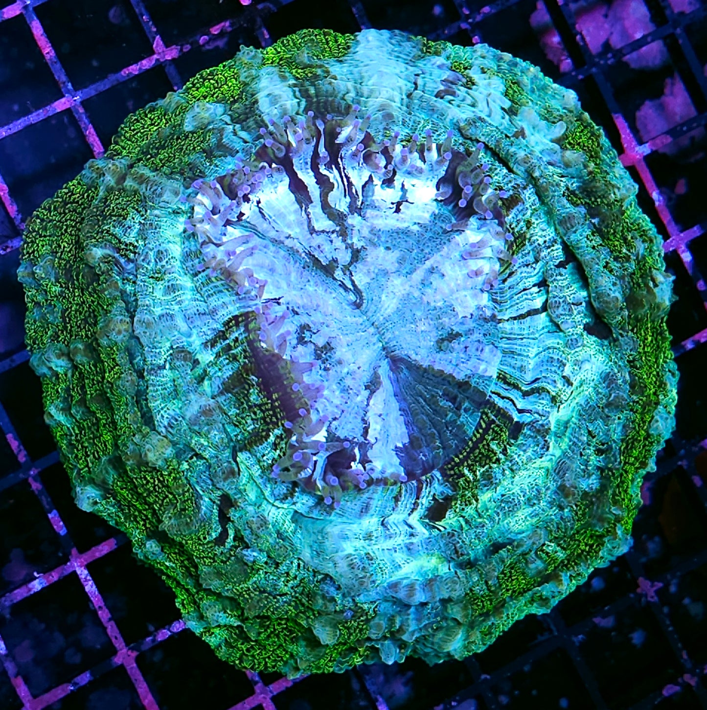 Golden Glittered Acanthophyllia