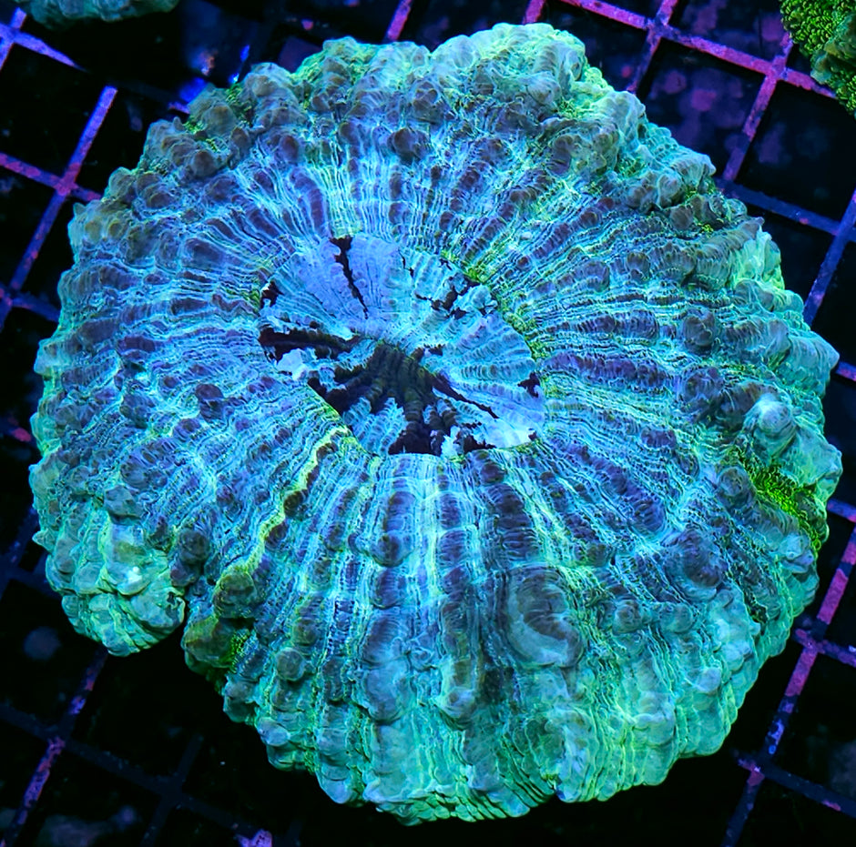 Bad Ass Acanthophyllia
