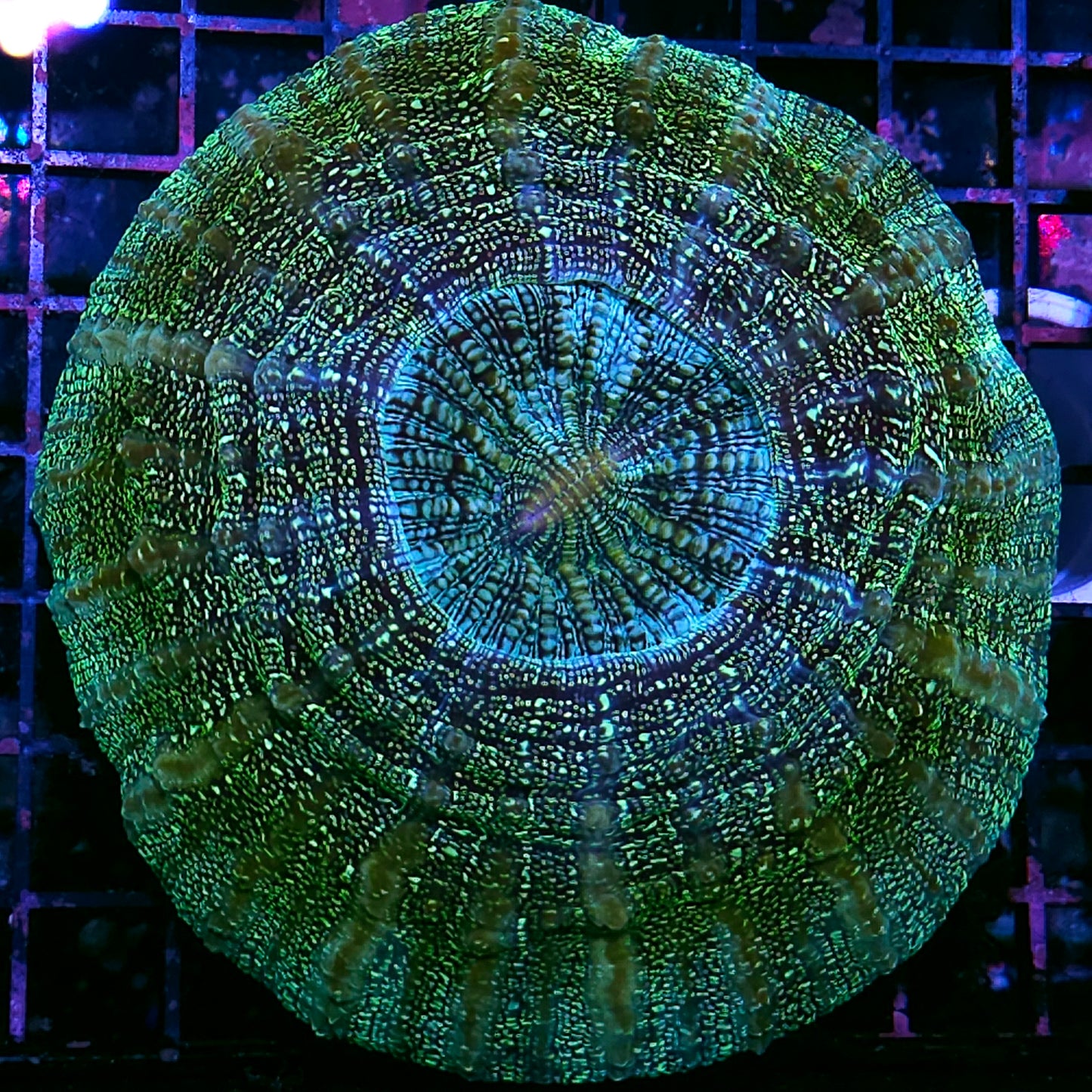 Ridiculous Glitter Acanthophyllia