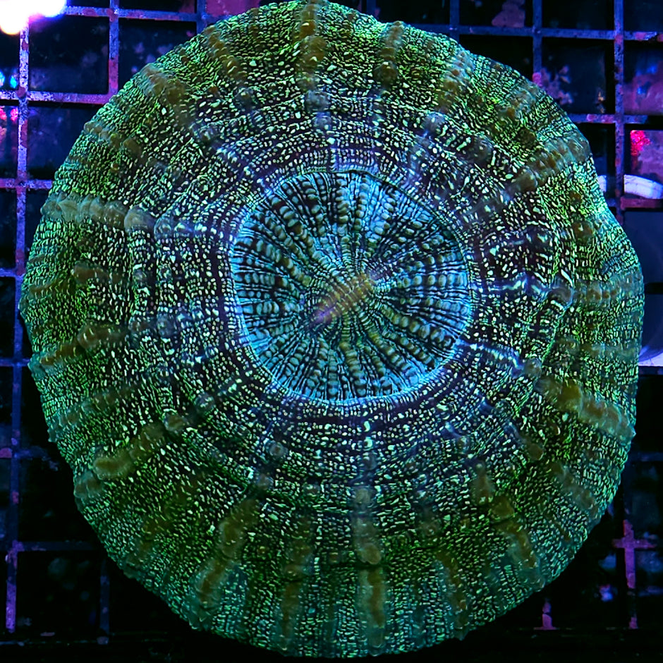 Ridiculous Glitter Acanthophyllia