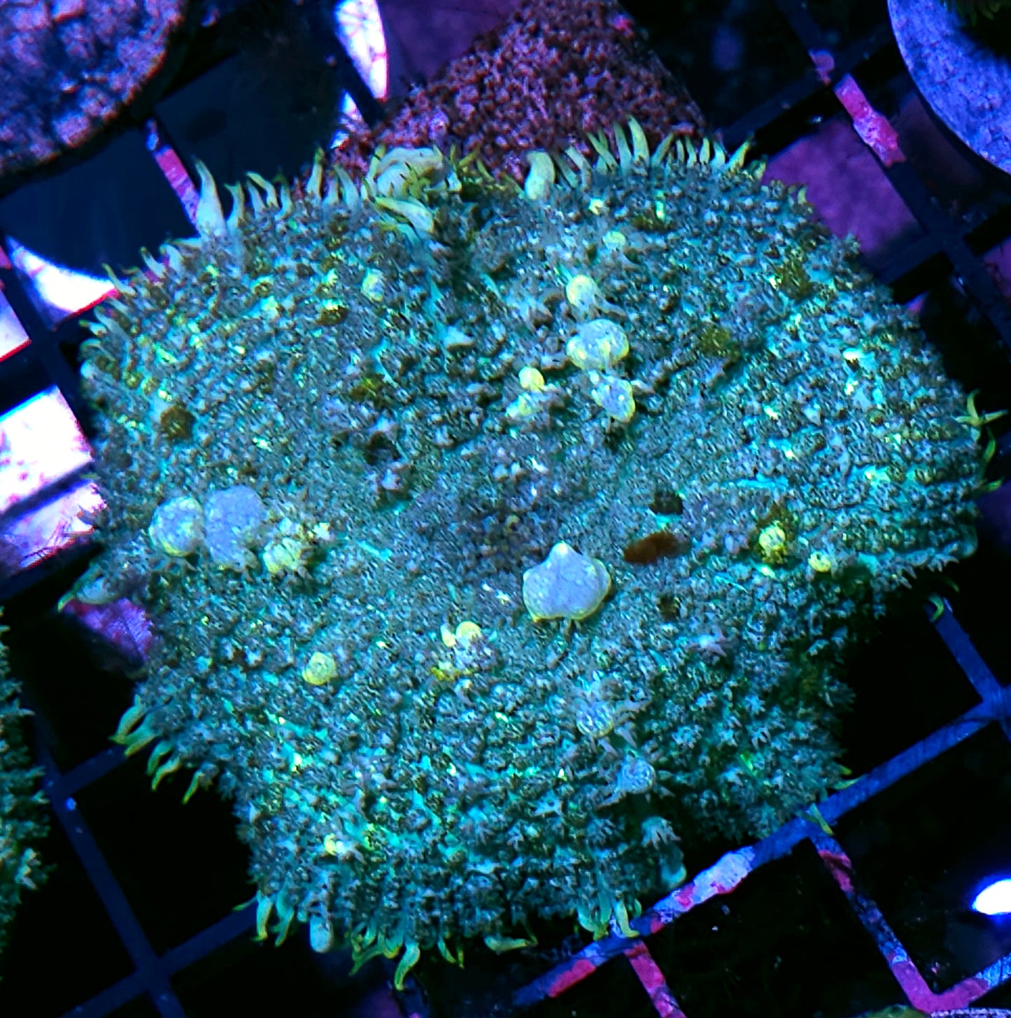 4" HF Hobbit Bounce Mushroom