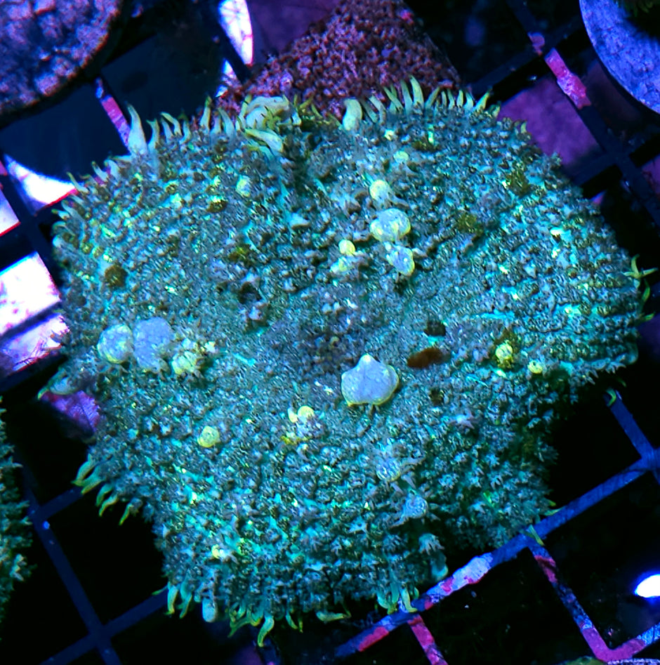 4" HF Hobbit Bounce Mushroom