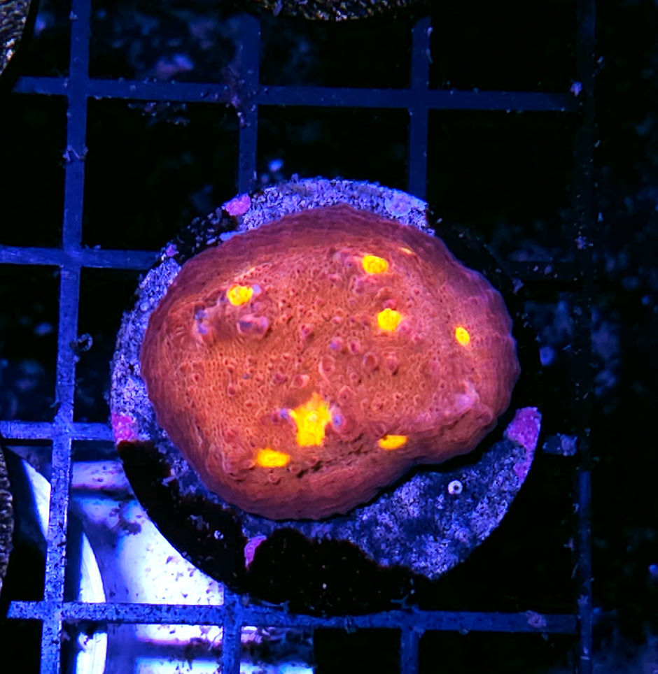 Hot Magma Chalice