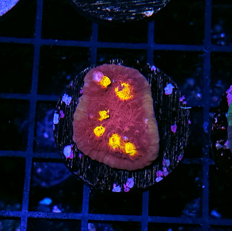 Meteor Storm Chalice