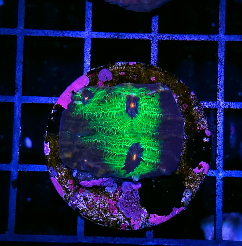 Avatar Mycedium
