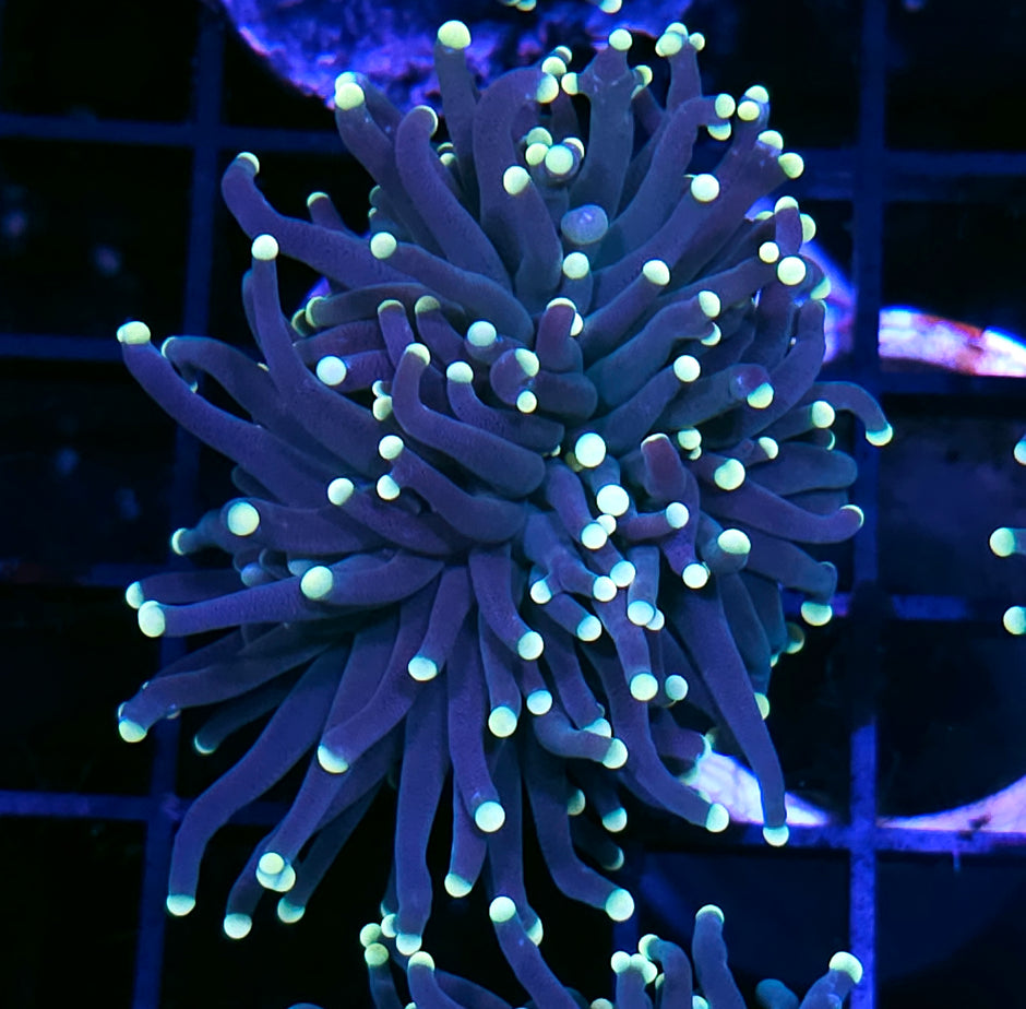 Cosmos Torch