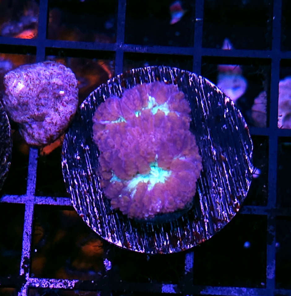 Rose Nebula Blasto