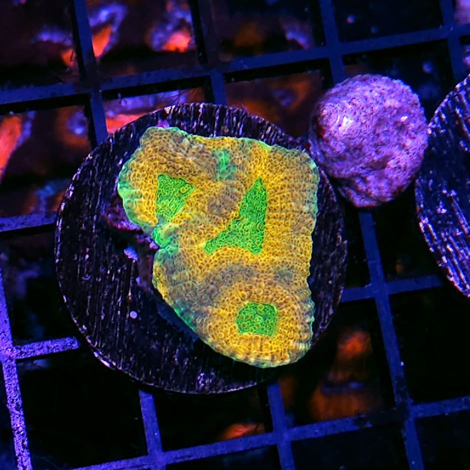 Hobgoblin Acan Echinata