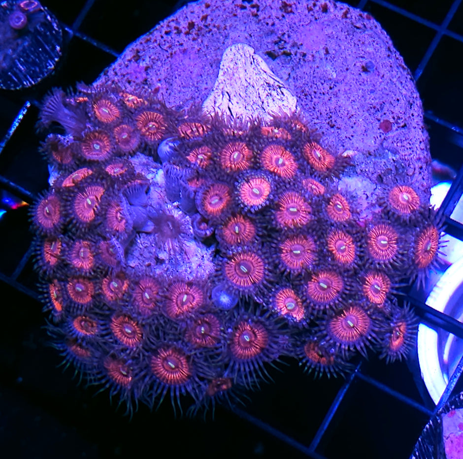 Pink Panther Zoa Colony