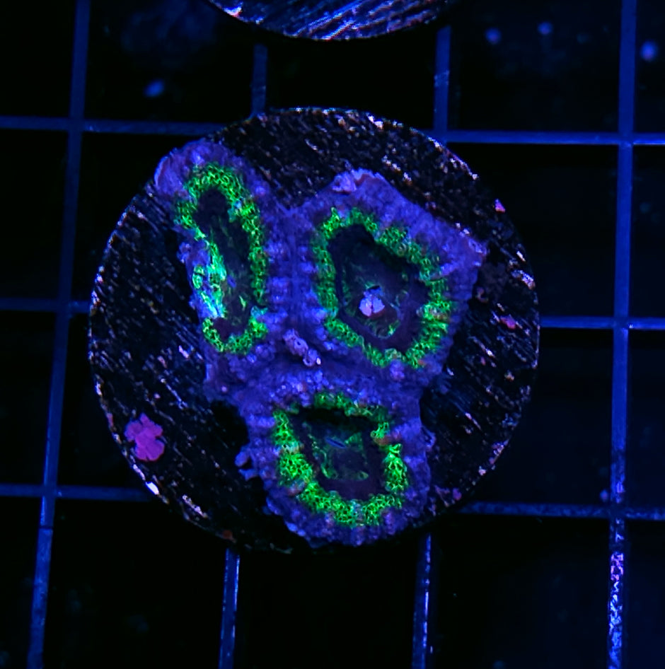 UFO Acan