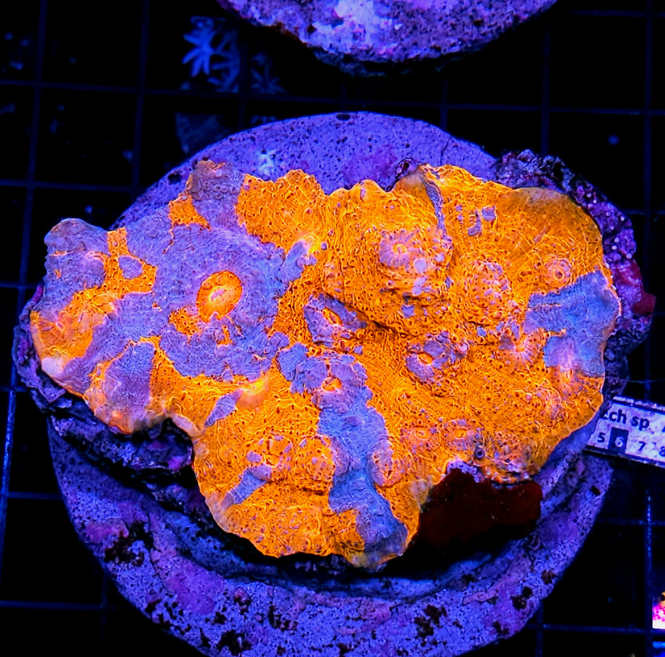 5" Tsunami Chalice Colony