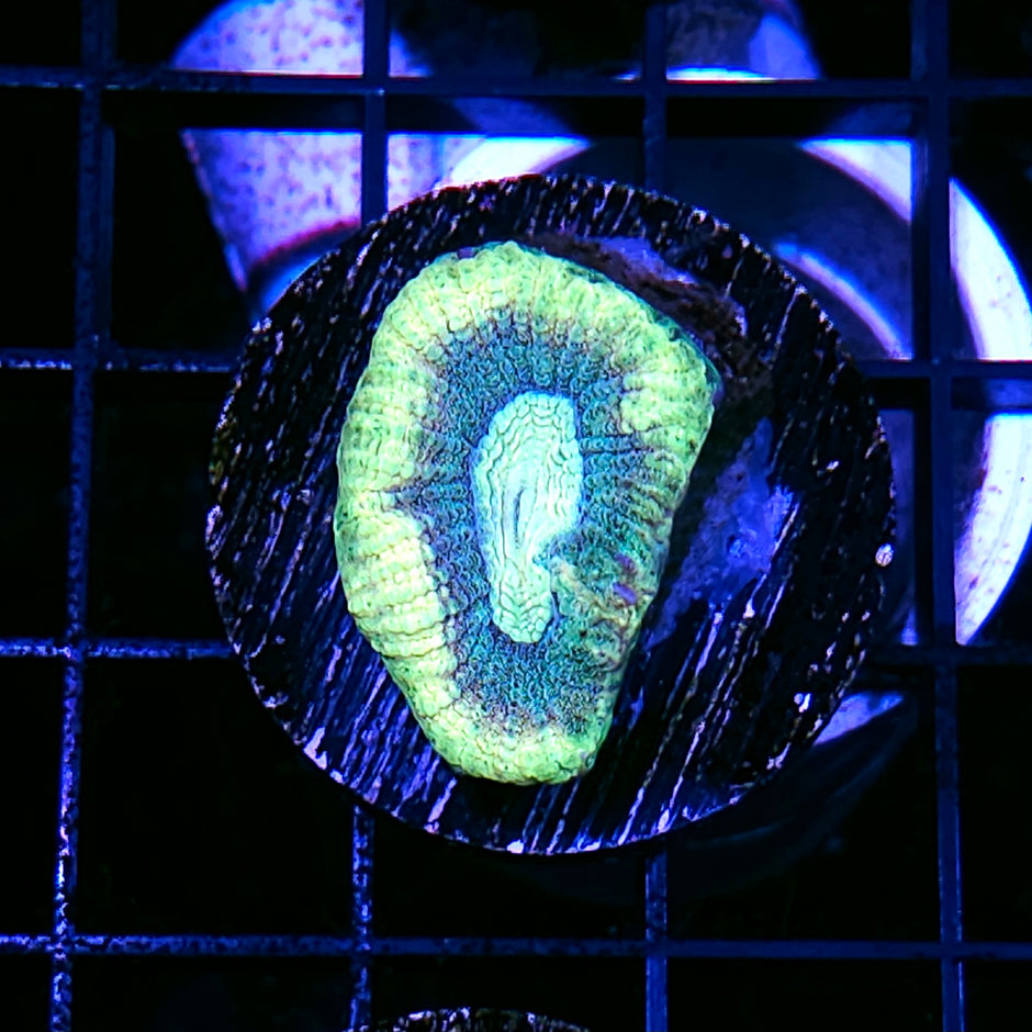 Witches Ear Prism Favia