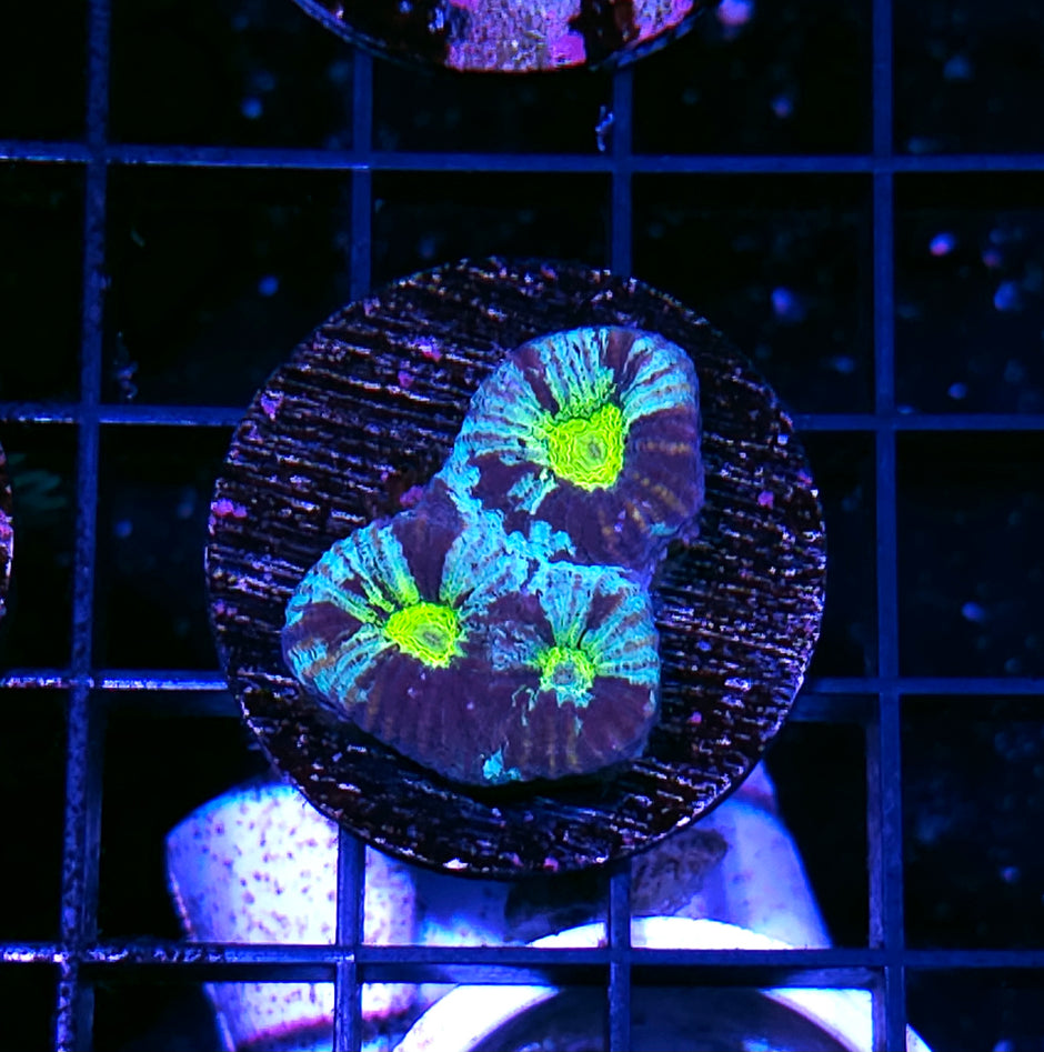 Predator Eye Favia