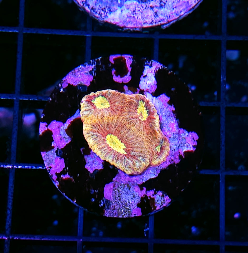 Vector Favia