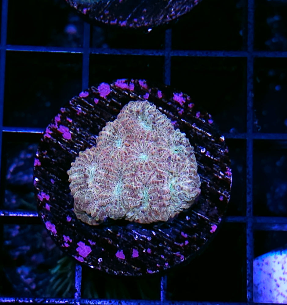 Holographic Gold Favia
