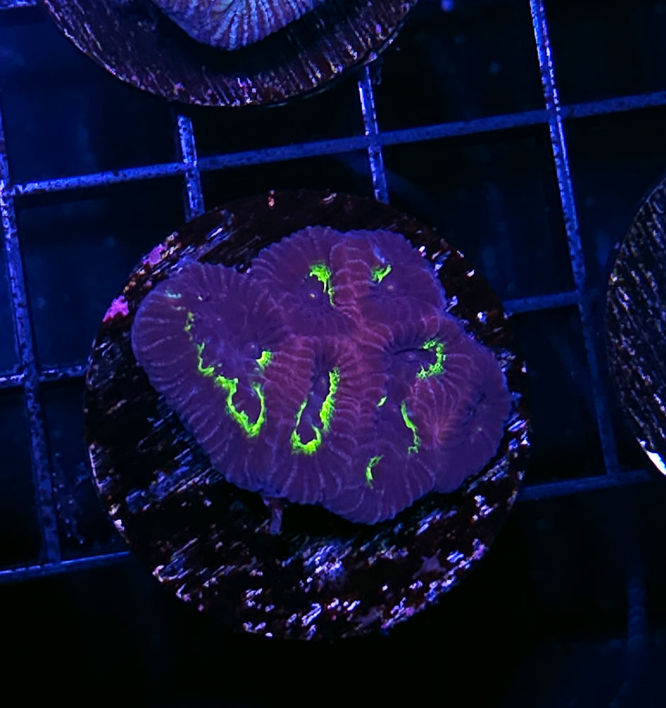 Poison Kiss Favia