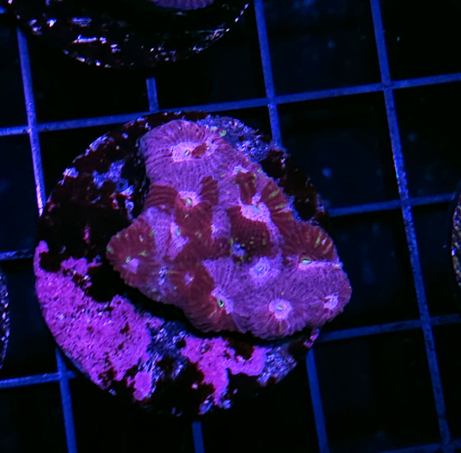 Red Tide Favia