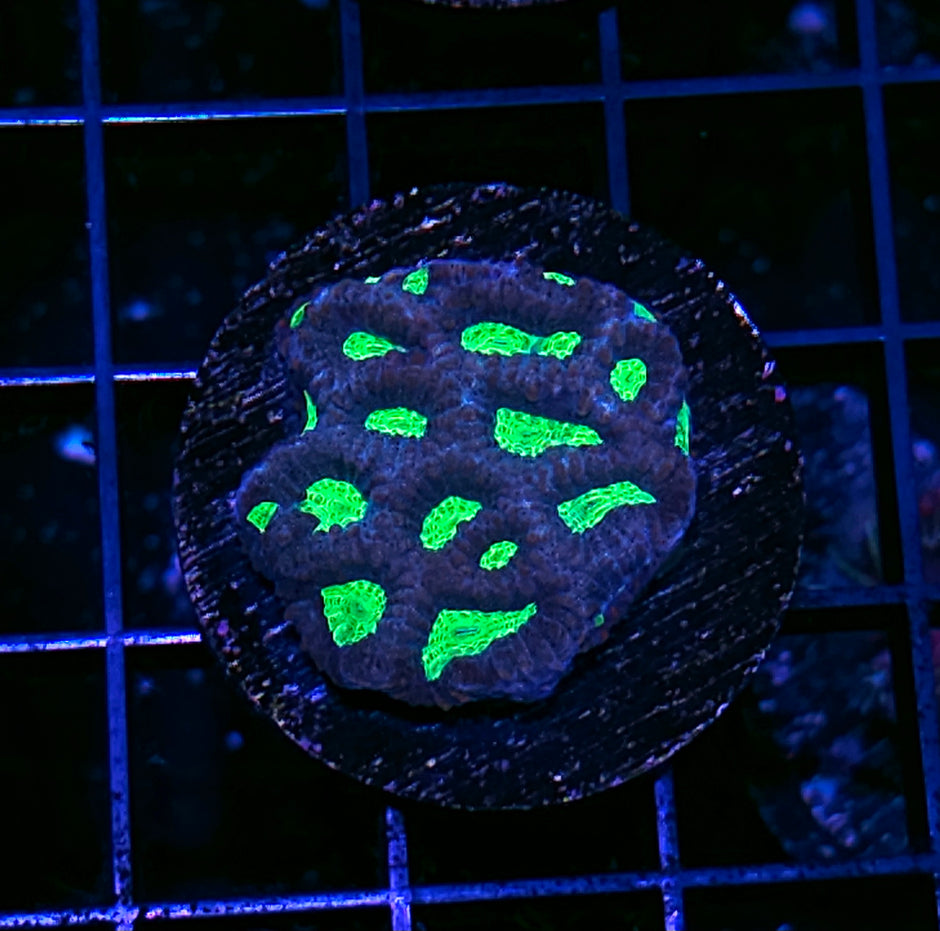 Alien Heart Favia