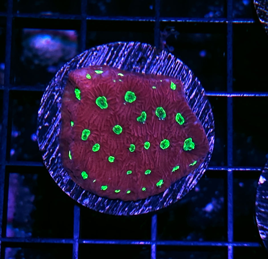Neon Eye War Coral