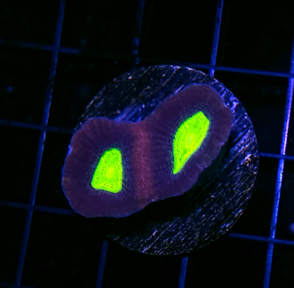 Dragon Eye Prism Favia