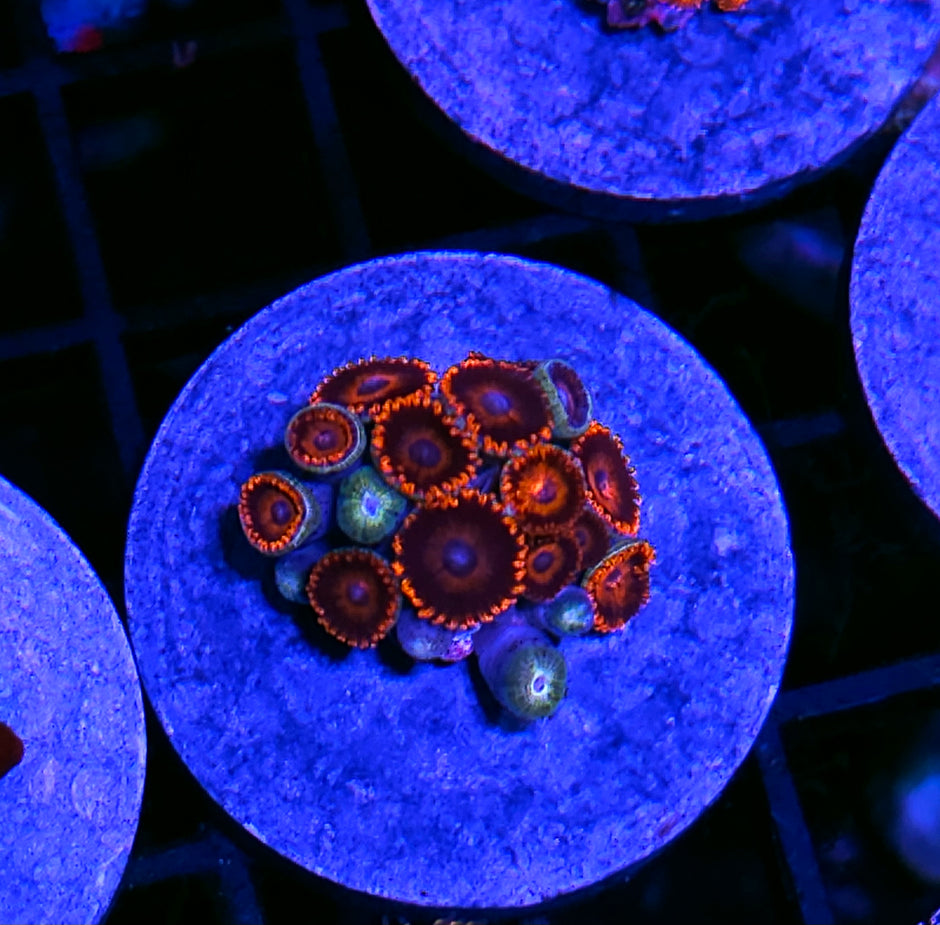 Safecracker Zoas