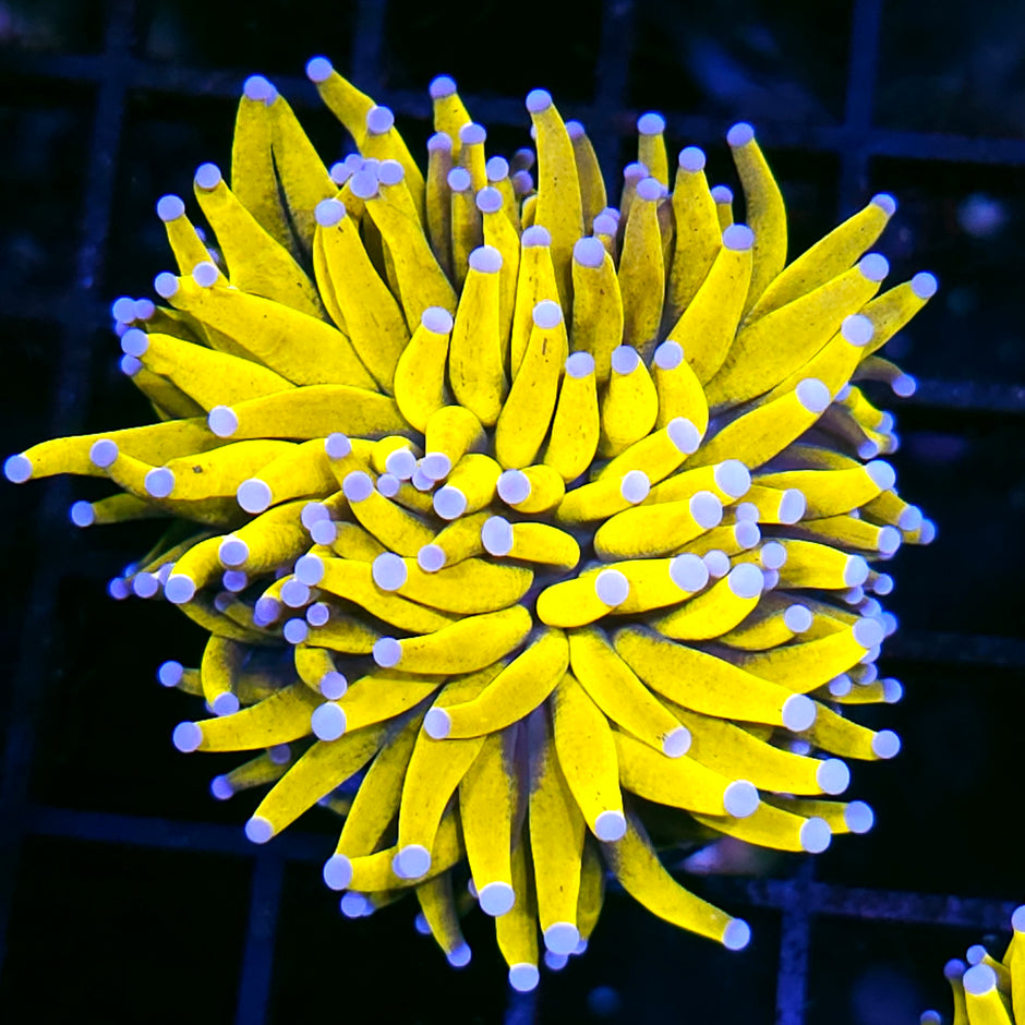 Malay Super Yellow Torch
