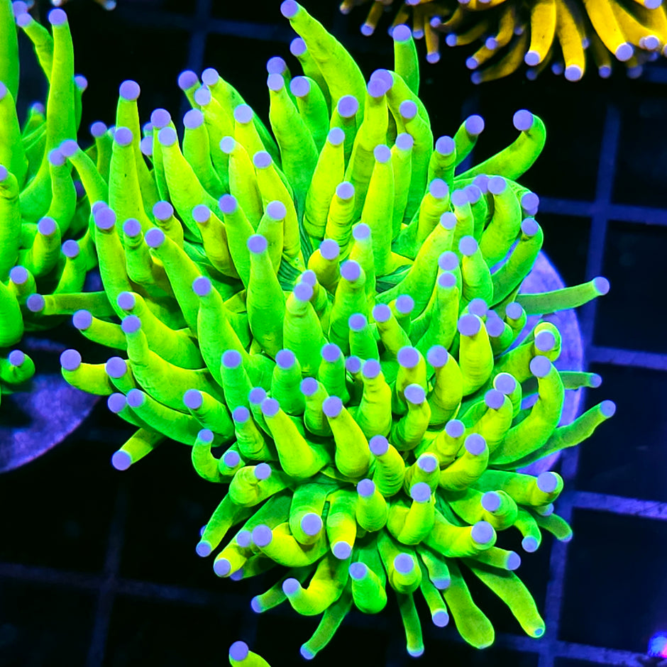 Closet Freak Holy Grail Torch