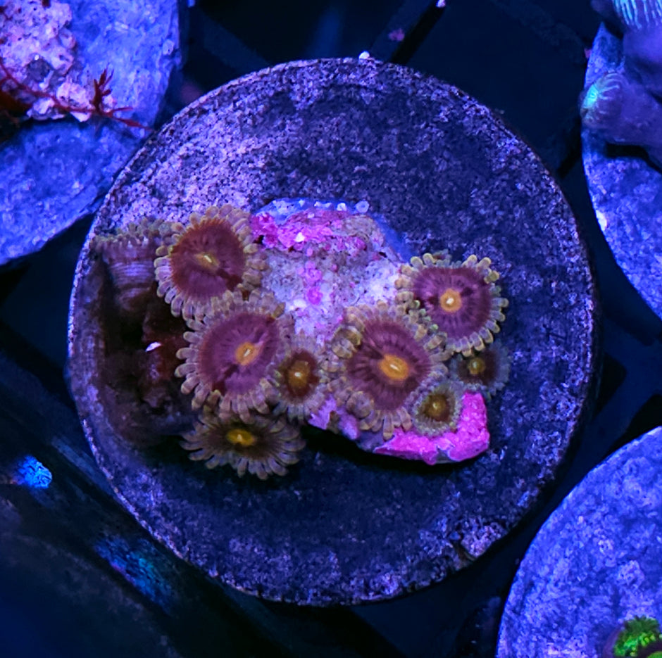 HF Elixir Zoas