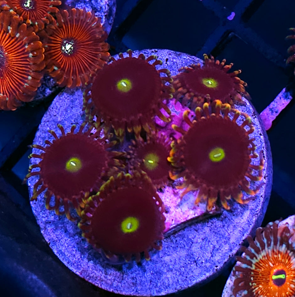 Bozos Birthday Zoas