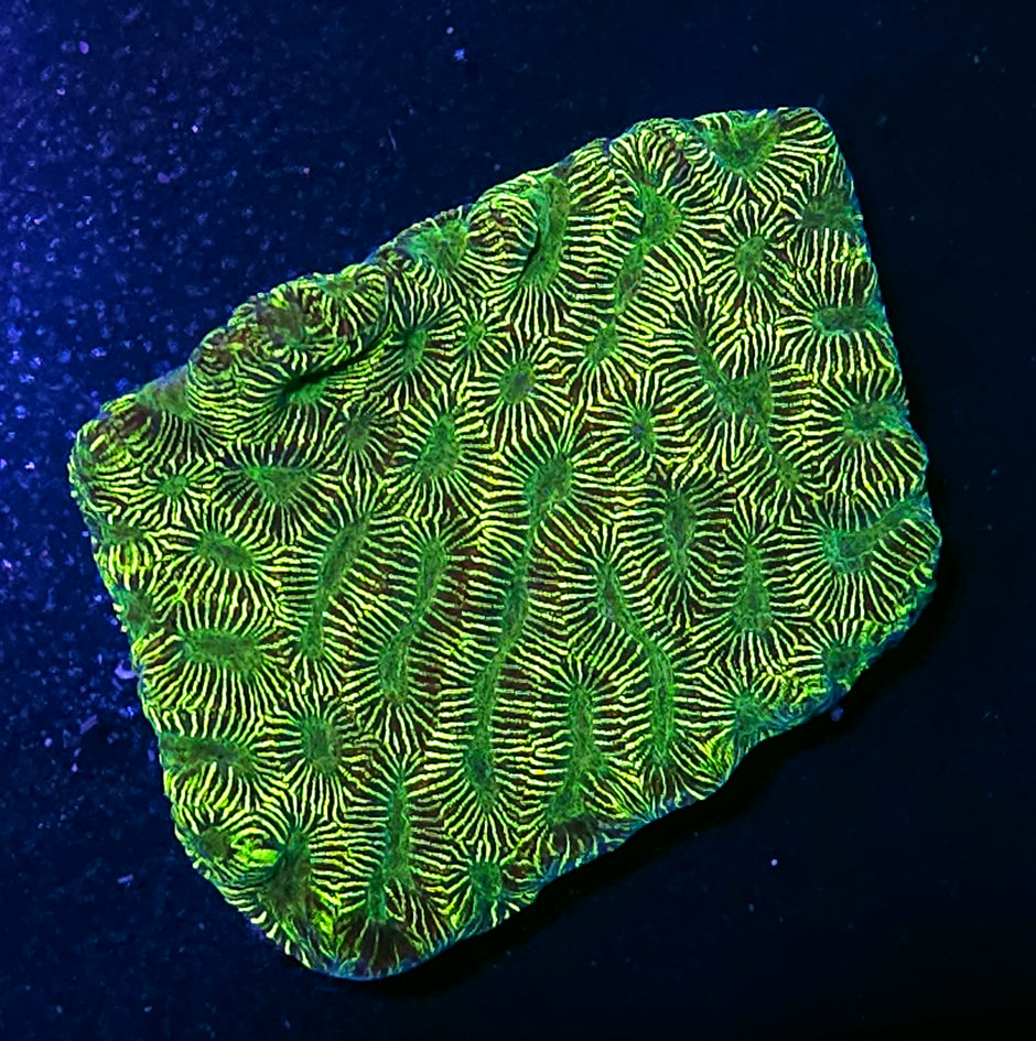 Snake Skin 🐍Platygyra Colony